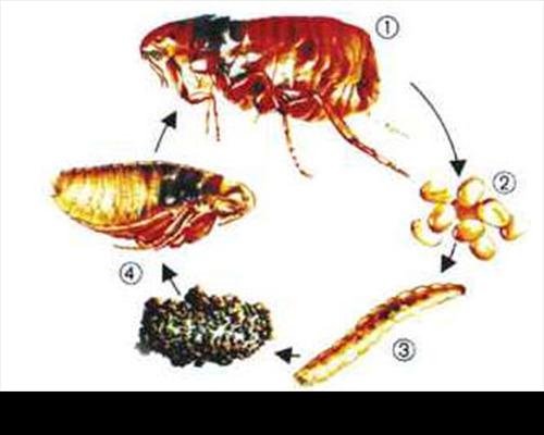 消灭跳蚤的最有效方法（从根源上彻底消灭家中的跳蚤，让家庭远离跳蚤侵扰）